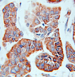 EIF3J Antibody in Immunohistochemistry (Paraffin) (IHC (P))