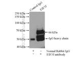 EIF3J Antibody in Immunoprecipitation (IP)