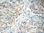 HTR3A Antibody in Immunohistochemistry (Paraffin) (IHC (P))