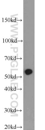 HTR3A Antibody in Western Blot (WB)