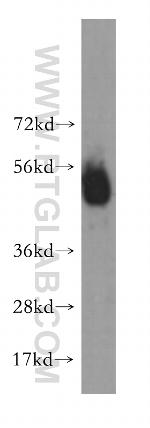 HTR3A Antibody in Western Blot (WB)