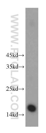 HIST3H2A Antibody in Western Blot (WB)