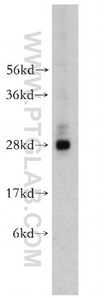 NGFRAP1 Antibody in Western Blot (WB)