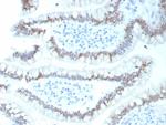 CDX2/Caudal Type Homeobox 2 (GI Epithelial Marker) Recombinant Rabbit Monoclonal Antibody (CDX2/9298R)