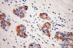 Connexin-32 Antibody in Immunohistochemistry (Paraffin) (IHC (P))