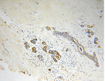 Connexin-32 Antibody in Immunohistochemistry (Paraffin) (IHC (P))