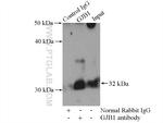 Connexin-32 Antibody in Immunoprecipitation (IP)