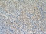 DSE Antibody in Immunohistochemistry (Paraffin) (IHC (P))