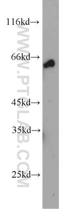 NELF-A Antibody in Western Blot (WB)