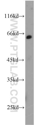 NELF-A Antibody in Western Blot (WB)