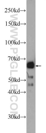 NELF-A Antibody in Western Blot (WB)