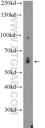 NELF-A Antibody in Western Blot (WB)