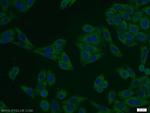 NELF-A Antibody in Immunocytochemistry (ICC/IF)