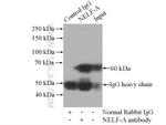 NELF-A Antibody in Immunoprecipitation (IP)