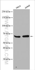 NELF-A Antibody in Western Blot (WB)