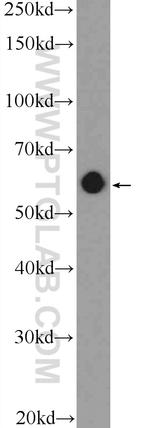 NELF-A Antibody in Western Blot (WB)
