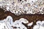 UBC Antibody in Immunohistochemistry (Paraffin) (IHC (P))