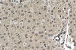 UBC Antibody in Immunohistochemistry (Paraffin) (IHC (P))