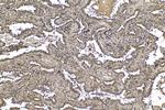 UBC Antibody in Immunohistochemistry (Paraffin) (IHC (P))
