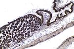 UBC Antibody in Immunohistochemistry (Paraffin) (IHC (P))