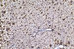 UBC Antibody in Immunohistochemistry (Paraffin) (IHC (P))