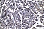 UBC Antibody in Immunohistochemistry (Paraffin) (IHC (P))