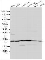 SYNGR2 Antibody in Western Blot (WB)