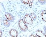 MerTK (Innate Immune Checkpoint) Antibody in Immunohistochemistry (Paraffin) (IHC (P))