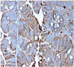 MerTK (Innate Immune Checkpoint) Antibody in Immunohistochemistry (Paraffin) (IHC (P))