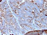 MerTK (Innate Immune Checkpoint) Antibody in Immunohistochemistry (Paraffin) (IHC (P))