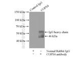 COPS4 Antibody in Immunoprecipitation (IP)