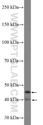 COPS4 Antibody in Western Blot (WB)