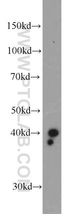 COPS4 Antibody in Western Blot (WB)
