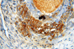 Seladin 1 Antibody in Immunohistochemistry (Paraffin) (IHC (P))