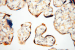 Seladin 1 Antibody in Immunohistochemistry (Paraffin) (IHC (P))
