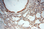 Seladin 1 Antibody in Immunohistochemistry (Paraffin) (IHC (P))