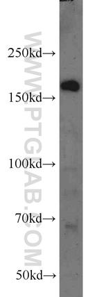 PTPN23 Antibody in Western Blot (WB)