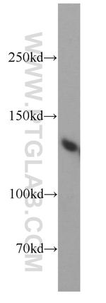 BRD8 Antibody in Western Blot (WB)