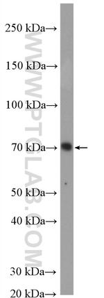 IRAK1 Antibody in Western Blot (WB)