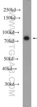 IRAK1 Antibody in Western Blot (WB)