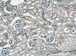 Annexin A11 Antibody in Immunohistochemistry (Paraffin) (IHC (P))