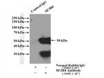 SF3B4 Antibody in Immunoprecipitation (IP)