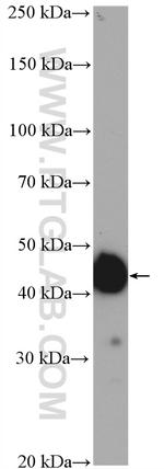 SF3B4 Antibody in Western Blot (WB)