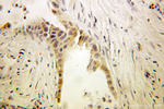 EEF1B2 Antibody in Immunohistochemistry (Paraffin) (IHC (P))