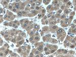 NUDT2 Antibody in Immunohistochemistry (Paraffin) (IHC (P))