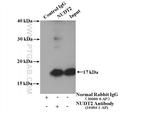 NUDT2 Antibody in Immunoprecipitation (IP)