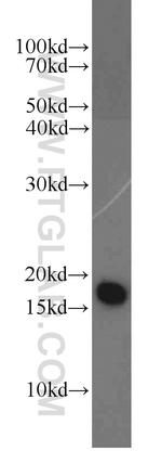 NUDT2 Antibody in Western Blot (WB)