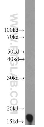 NUDT2 Antibody in Western Blot (WB)