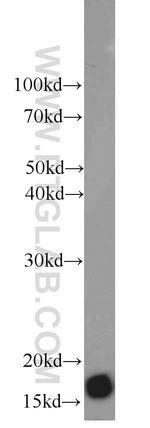 NUDT2 Antibody in Western Blot (WB)