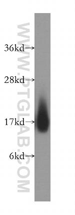 NUDT2 Antibody in Western Blot (WB)